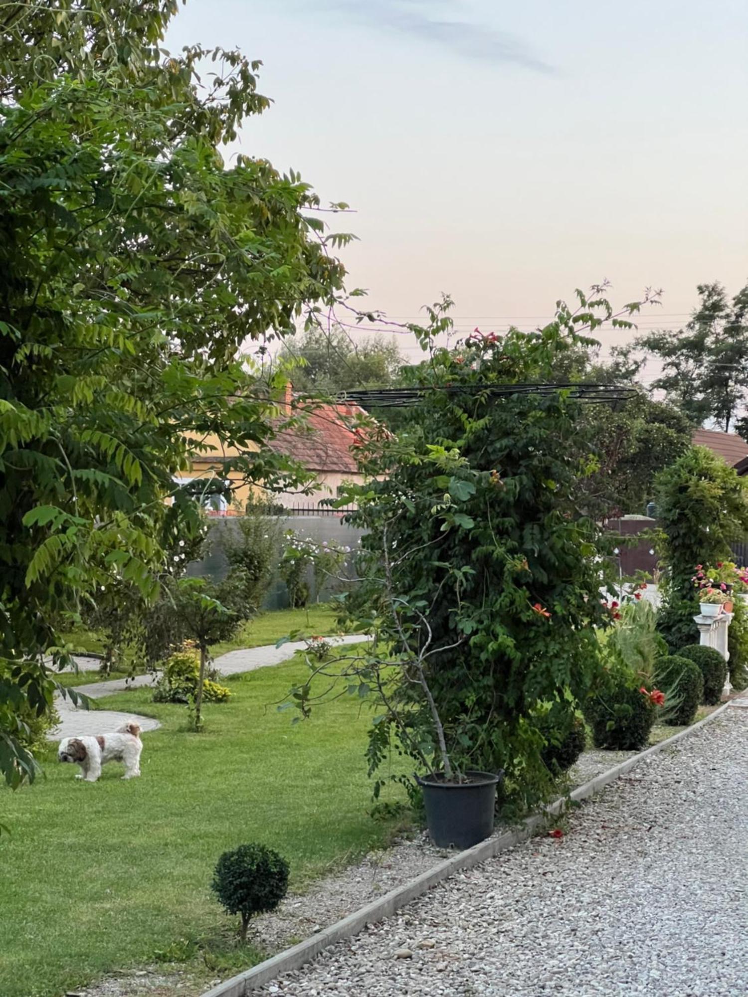 Pensiunea Baroc Dobirlau Esterno foto